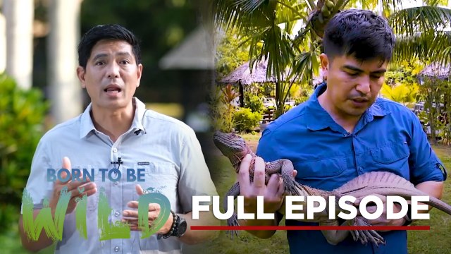 Rescuing Stray Wild Animals (Full Episode) | Born to be Wild