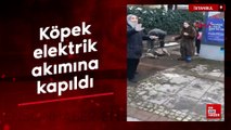 Beşiktaş'ta kaldırımda yürüyen köpek elektrik akımına kapıldı