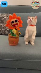 funny movement and funny animals