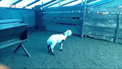 Yeni doğan kuzu görenleri hayrete düşürdü