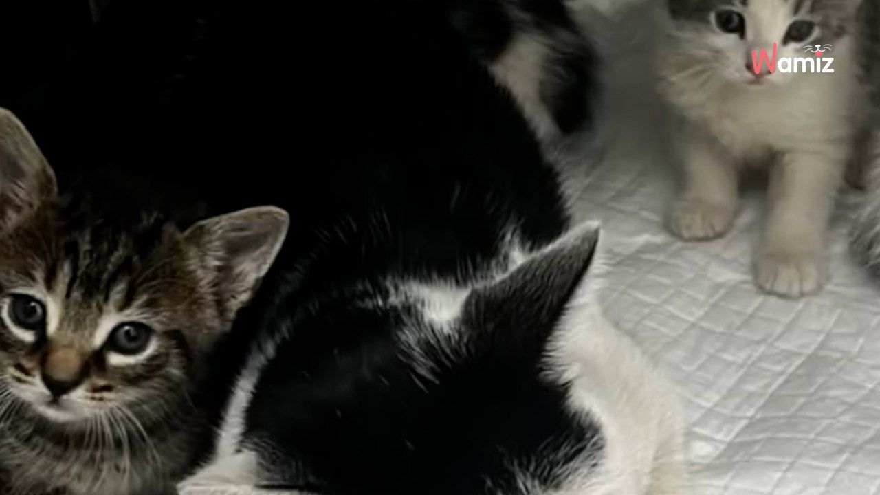 Ce chat errant entre dans un magasin de pneus : ils gardent leur sang-froid en découvrant ce qu'il leur apporte