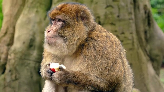 The monkey looks so cute while eating an apple. #monkey #apple #dailymotion