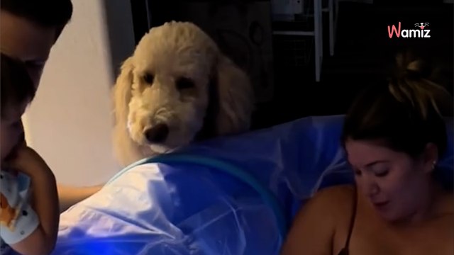 Elle donne naissance à la maison : sur les images elle découvre un intrus qui ne perd pas une miette du spectacle (vidéo)