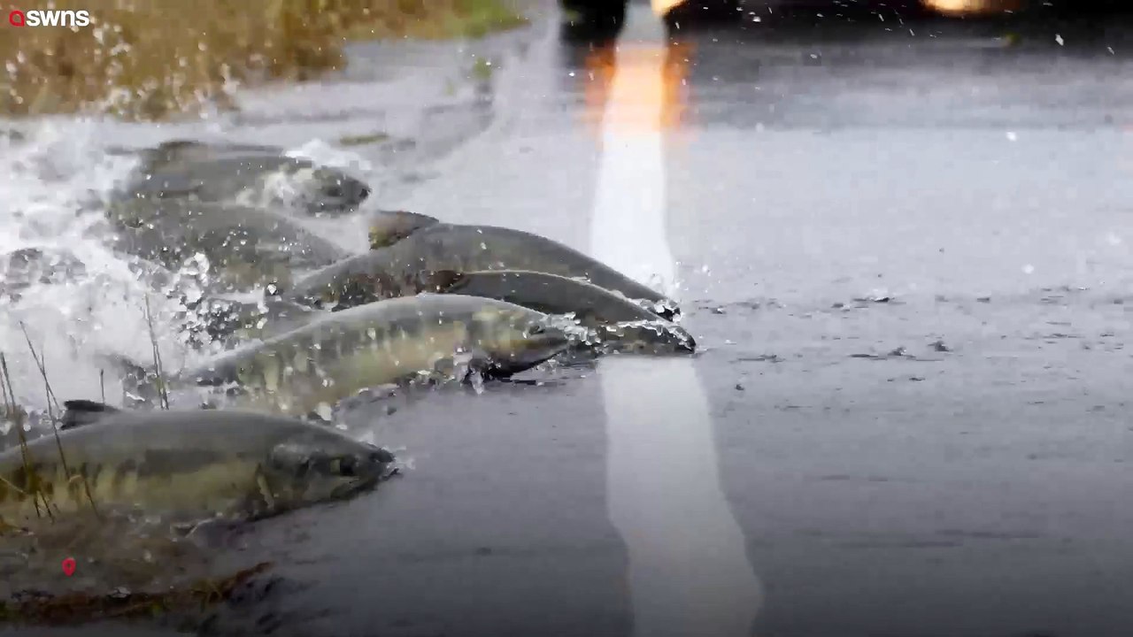 Bemerkenswerte Szene zeigt Lachs, der über die STRASSE schwimmt