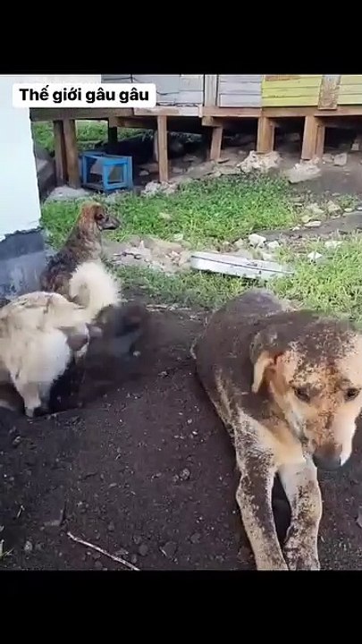 Don't be afraid of strong enemies, just be afraid of teammates who are as stupid as pigs