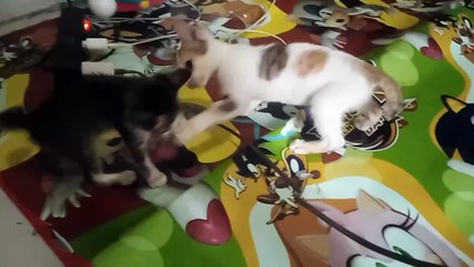 Kucing Kecil Berkelahi, Lucu dan Menggemaskan!