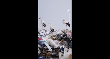 En Alsace, la cigogne blanche annonce le réchauffement climatique