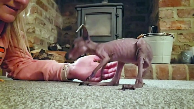 Yorkshire farmer adopts orphaned wallaby - and is rearing it in a pouch