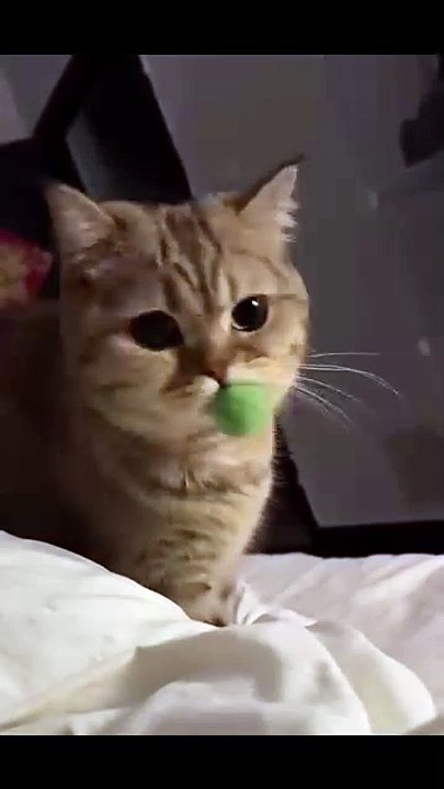 Welpe entdeckt Schmetterling! 20250224