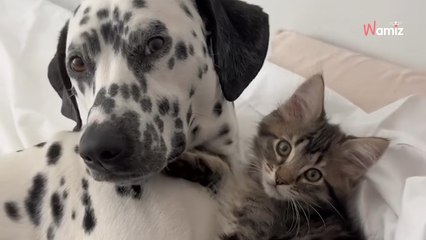 Woman fosters a kitten, but her dog’s reaction changes everything (video)