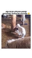 Analık böyle bir şey mi? Sosyal medyada viral oldu!