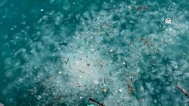 Sarıyer ve Beşiktaş sahilinde tedirgin eden görüntü