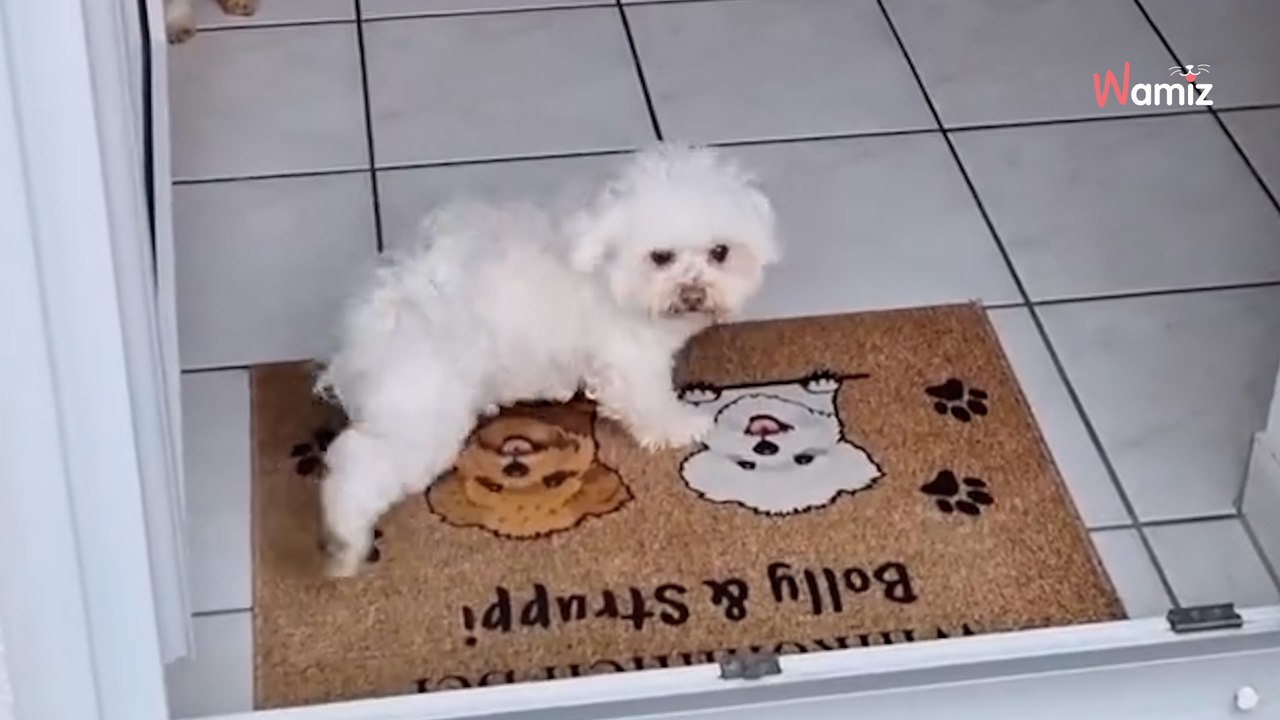 Ein Malteser mit tadellosen Manieren: Hier staunt wirklich jeder (Video)