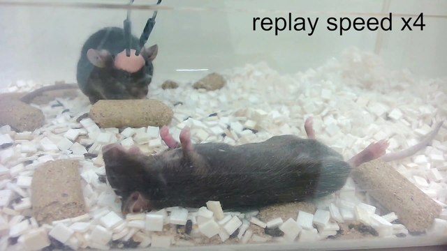 Vídeo 2 Primeros auxilios ratones