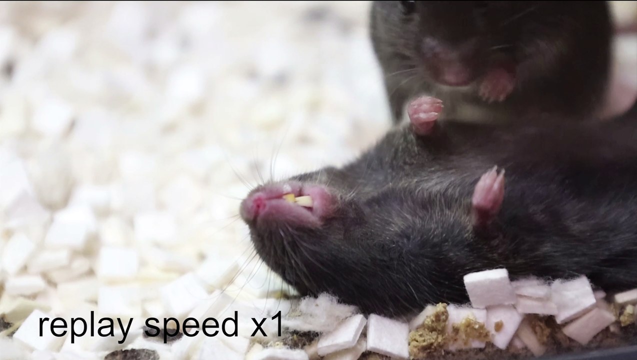 Vídeo 1 Primeros auxilios ratones