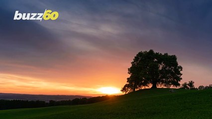 This Sheep Is One of the Most Clever Animals Out There, Learning How to Escape Her Pen