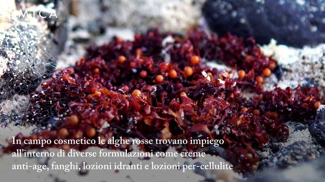 Quali sono i benefici delle alghe rosse?