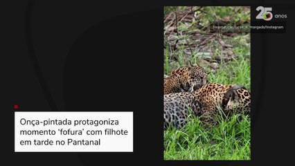Onça-pintada protagoniza momento ‘fofura’ com filhote em tarde no Pantanal