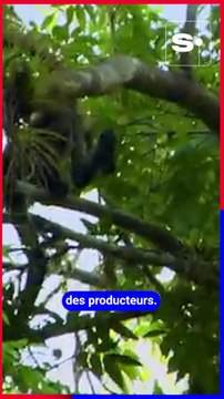 PlanB: Fairtrade et les labels qui changent tout pour les petits producteurs