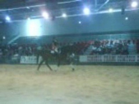 Chevaux de la foire comtoise (5)