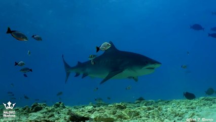Sergio Hanquet y Juan Francisco Reverón, dos tinerfeños a la 'caza fotográfica' del tiburón tigre de las Maldivas