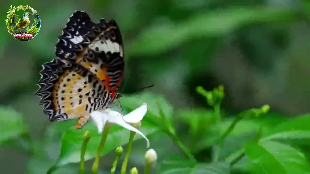 Butterfly Activity 02