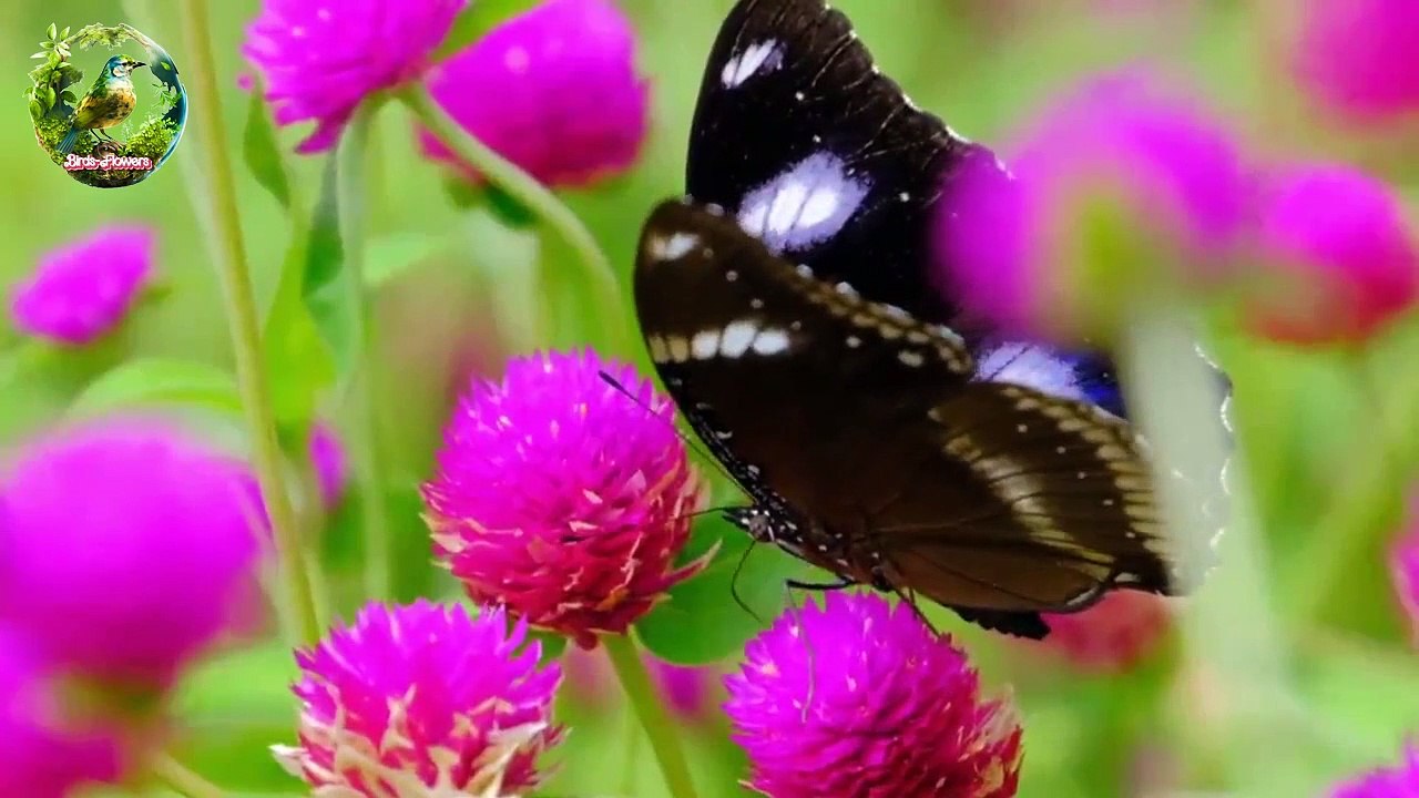 Butterfly Activity 06