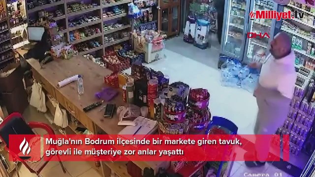 Bodrum'da markete giren tavuk güçlükle çıkartıldı; o anlar kamerada