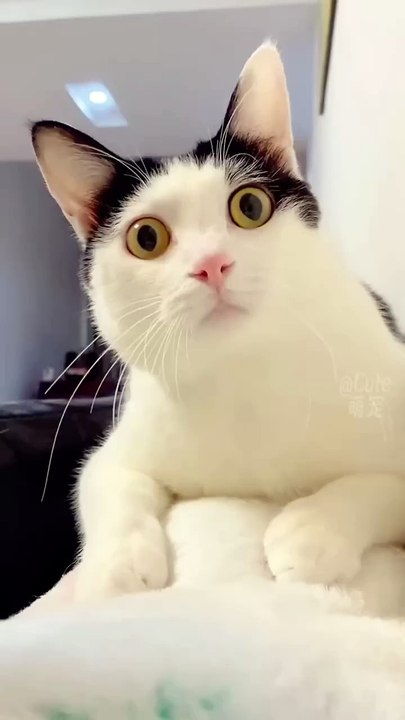 Funny Cats😀_shorts(720P_60FPS)