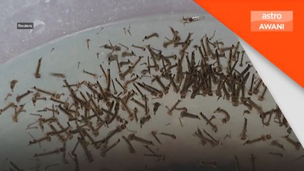 Denggi: Peningkatan kes di Filipina pada kadar membimbangkan