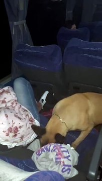 Mulher é presa com R$ 20 mil em maconha em ônibus na PR-323, em Umuarama