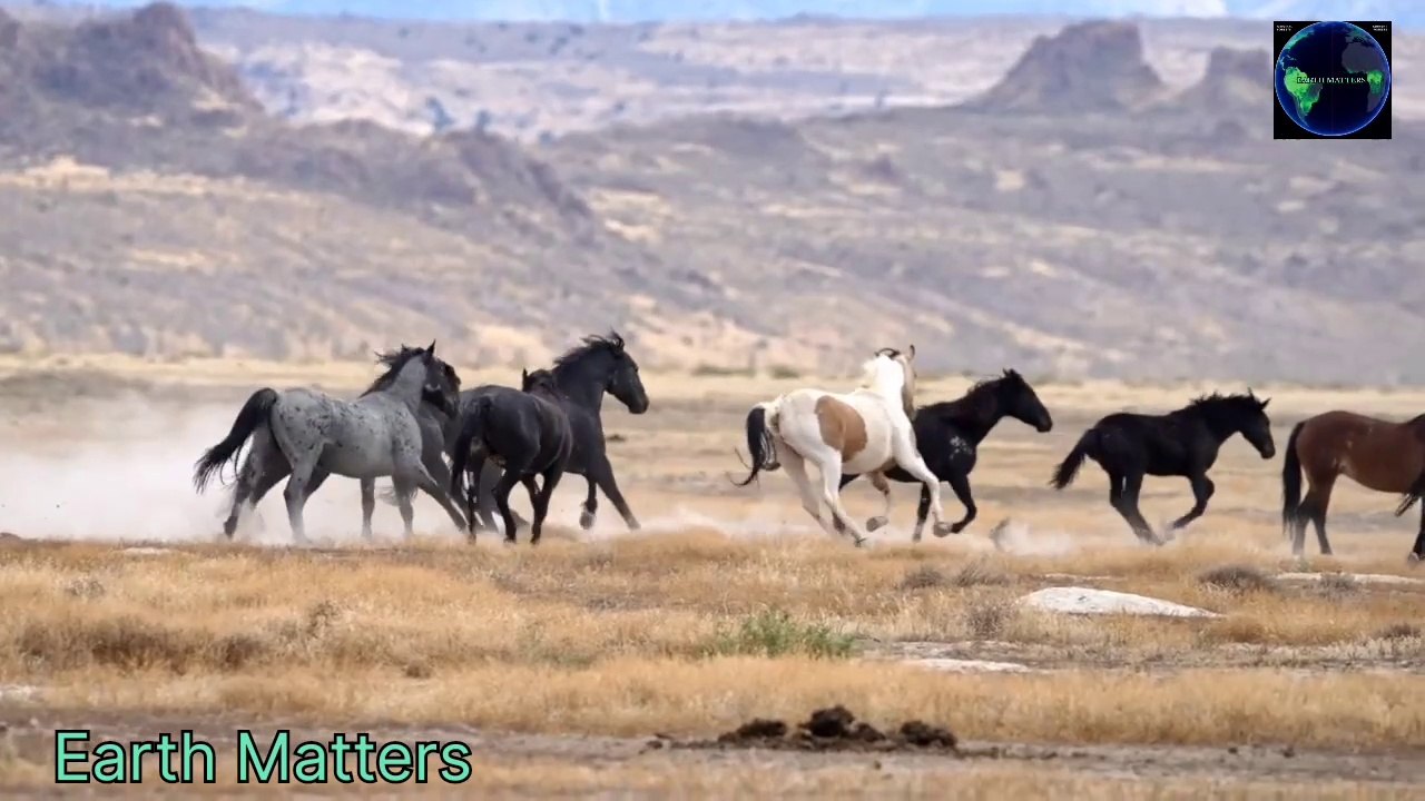 #The horse (Ode to the Boundless Spirit)