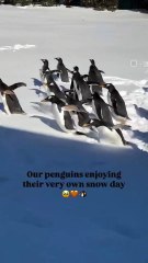 Springfield zoo releases penguins into snow-covered park amid record-breaking cold