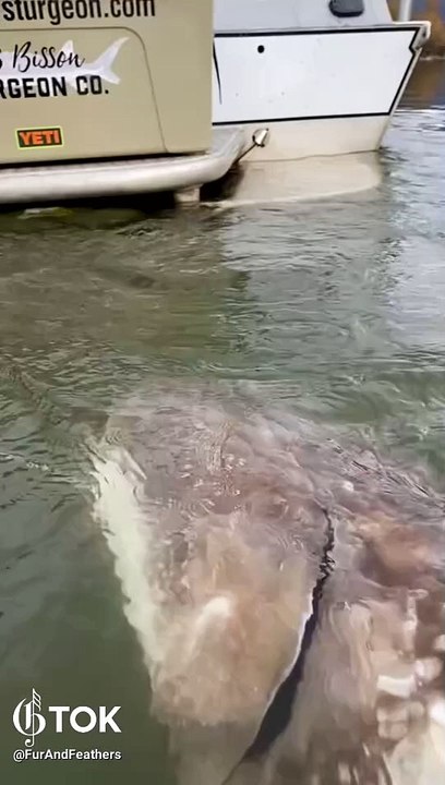 Sturgeon are considered living fossils; they go back to the age of the dinosaurs. Amazing species