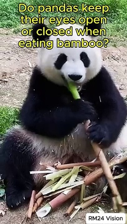 🐼😂 When a Panda Takes Eating Bamboo Too Seriously!🤣🎋 #funnypanda   #pandaeatingbamboo  #funnyanimals