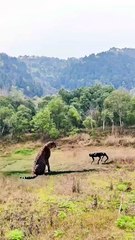 Robotu gören kaplan bile ne yapacağını şaşırdı! Artık robotlar sizi şaşkına çevirecek!