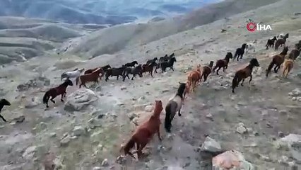 Açlık, yılkı atlarını köylere indirdi!