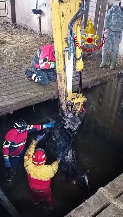 Mucche precipitano nella vasca del liquame: salvate dai vigili del fuoco di Modena e Vignola