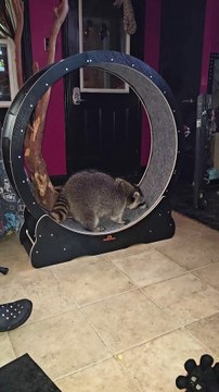 Racoon Practice's His Run on Exercise Wheel