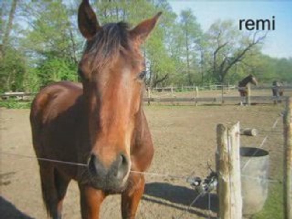 chevaux d'anghione sur mickal