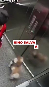 Un niño salva a su perro después de que se le quedase la correa pillada en el ascensor