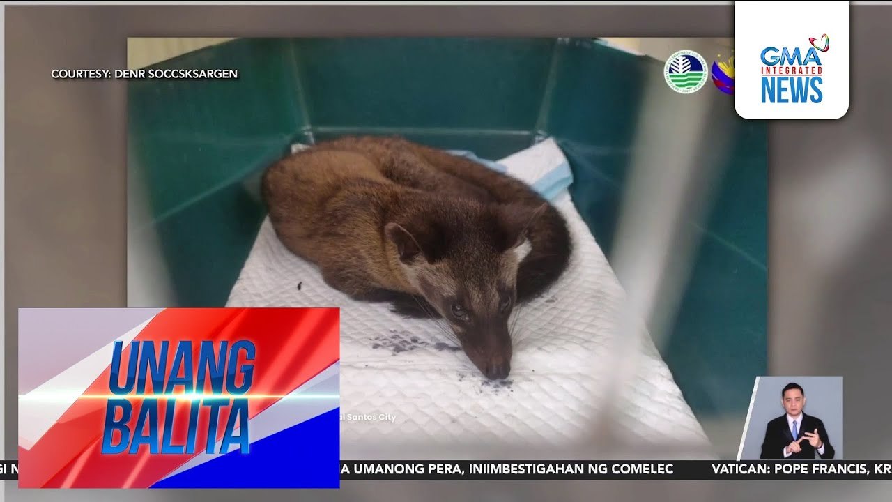Asian Palm Civet Cat o Musang, na-rescue sa General Santos City | Unang Balita