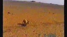 hunting land