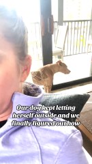 Dog Opens Door and Lets Herself Out onto Balcony