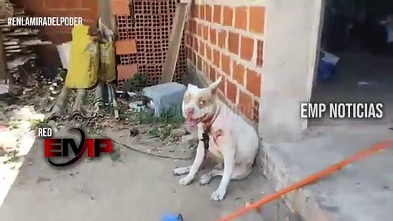 Capibara VS Pitbull