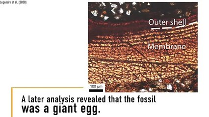 Humongous Fossil Egg From 48 Million Years Ago Found In Antarctica