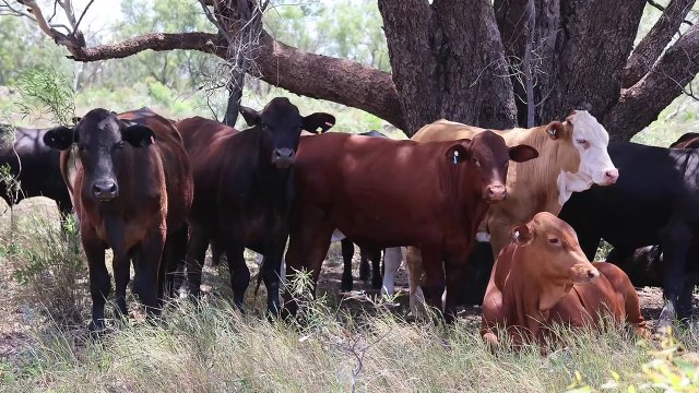 Perwell, Begonia, Qld | February 25, 2025 | Farmonline