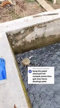 Kalau budidaya lele dengan pakan full alternatif BISA atau TIDAK❓