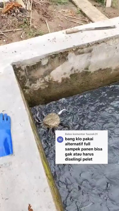 Kalau budidaya lele dengan pakan full alternatif BISA atau TIDAK❓