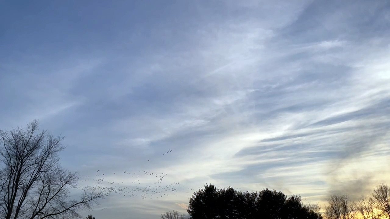 Evening geese